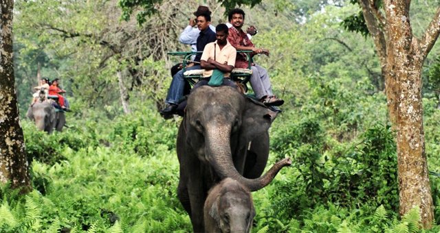 Elephant Safari 